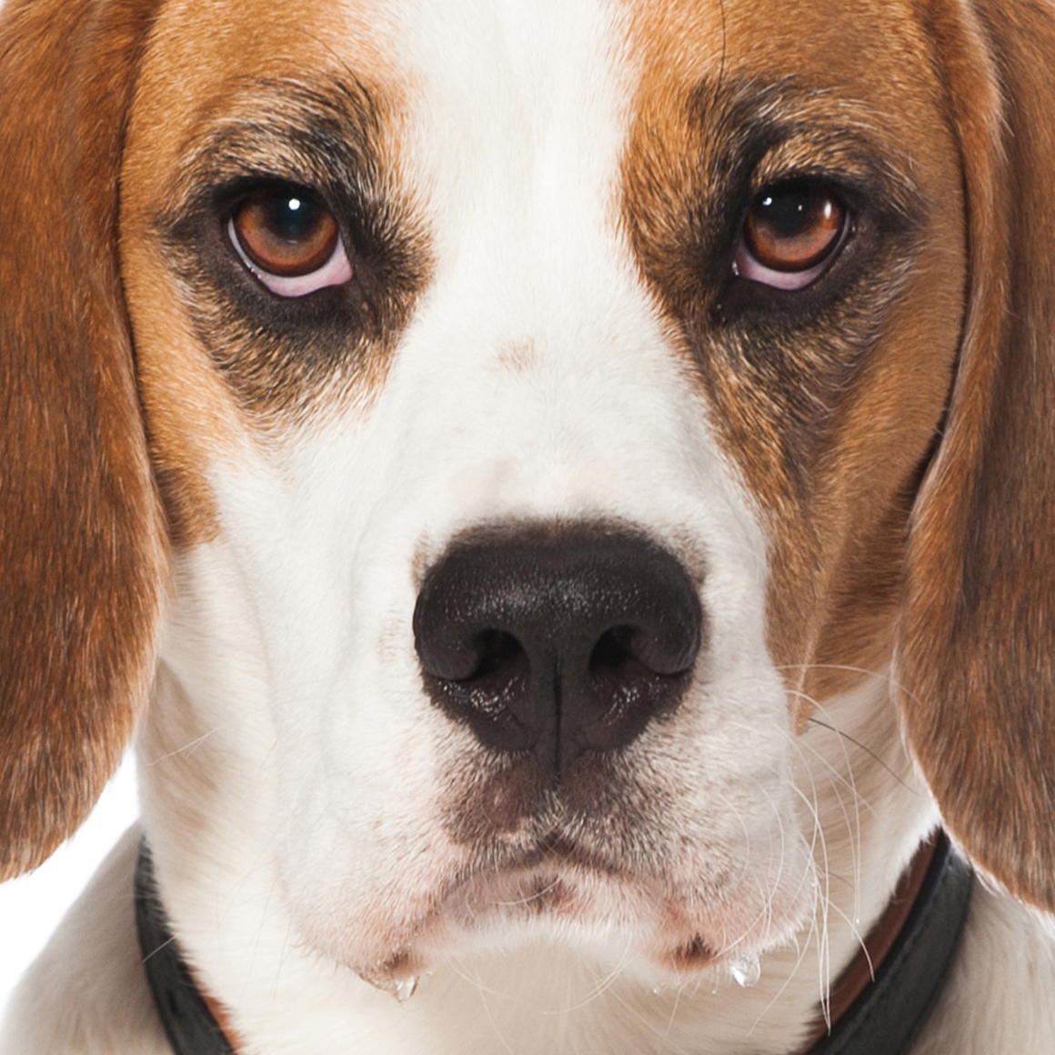 Is Charlie the next Turbo Treats influencer