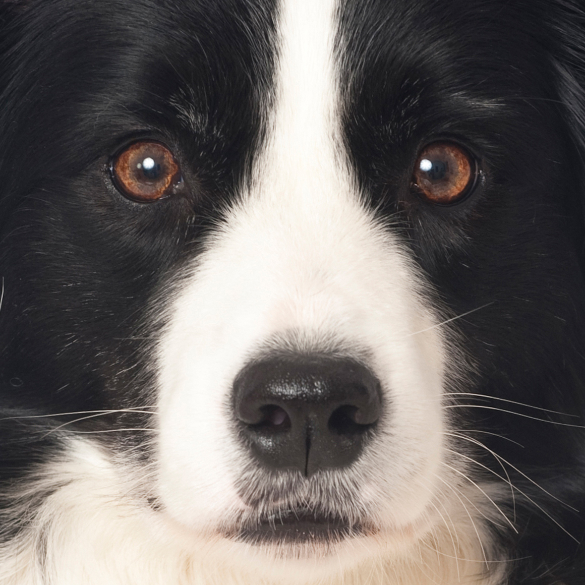 Is Daisey the next Turbo Treats influencer