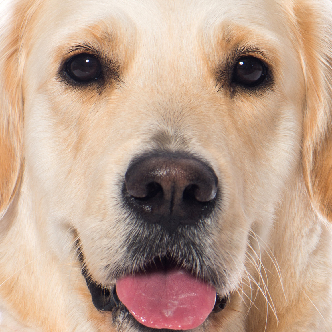 Is Bailey the next Turbo Treats influencer