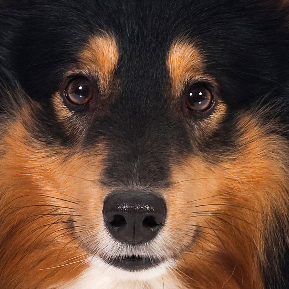 Is Lucy the next Turbo Treats influencer