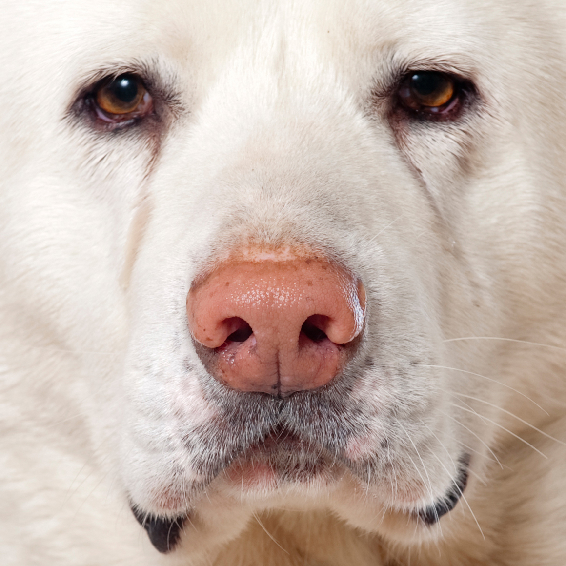 Is Cooper the next Turbo Treats influencer