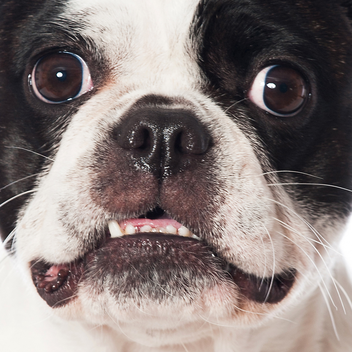 Is Bella the next Turbo Treats influencer