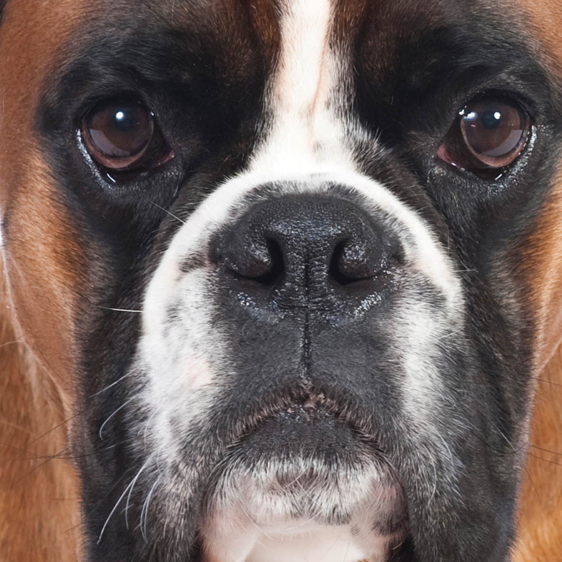 Is Butkus the next Turbo Treats influencer