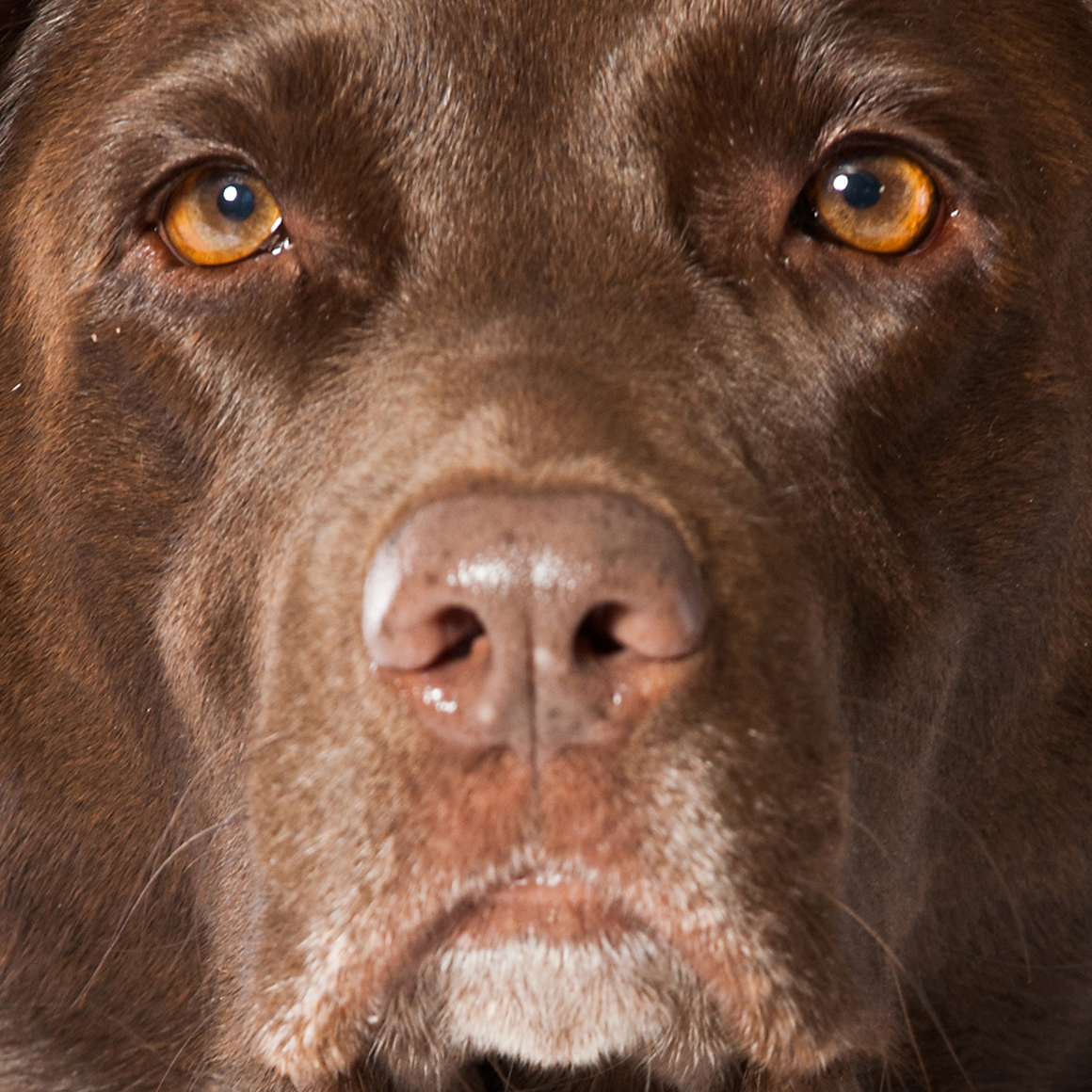 Is Henry the next Turbo Treats influencer