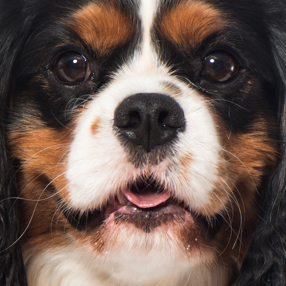 Is Ginger the next Turbo Treats influencer